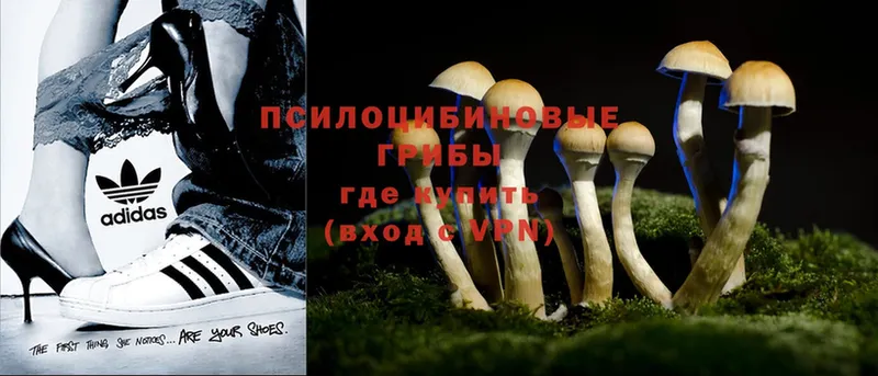 Псилоцибиновые грибы Magic Shrooms  Минусинск 